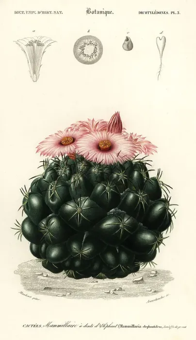 Framed Print : Beehive cactus, Coryphantha elephantidens Framed Print : Beehive cactus, Coryphantha elephantidens