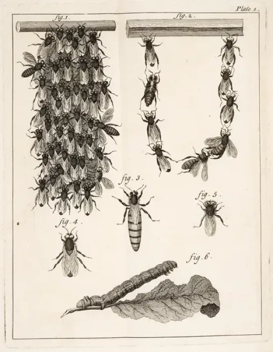 Framed Print : Beehives, queen bees, and worker bees Framed Print : Beehives, queen bees, and worker bees