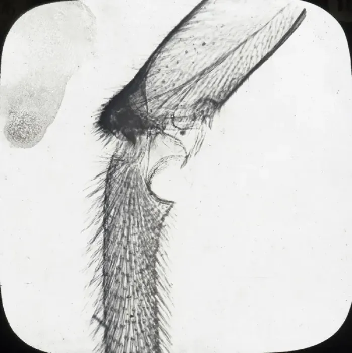 Framed Print : Beekeeping Lantern Slide series Framed Print : Beekeeping Lantern Slide series