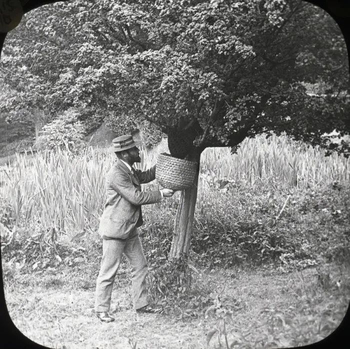 Framed Print : Beekeeping Lantern Slide series Framed Print : Beekeeping Lantern Slide series