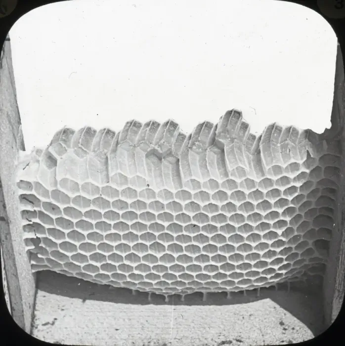 Framed Print : Beekeeping Lantern Slide series Framed Print : Beekeeping Lantern Slide series