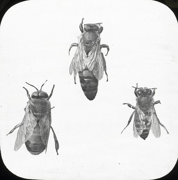 Beekeeping Lantern Slide series