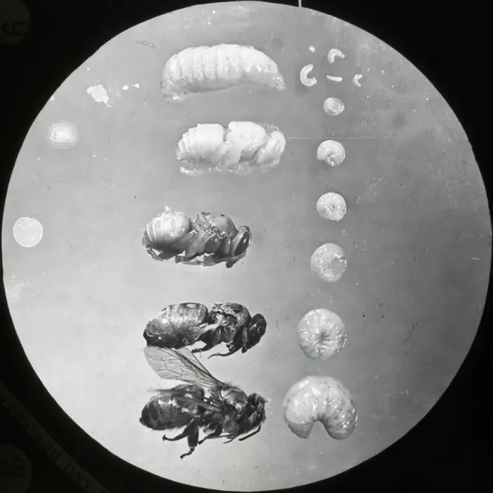 Framed Print : Beekeeping Lantern Slide series Framed Print : Beekeeping Lantern Slide series