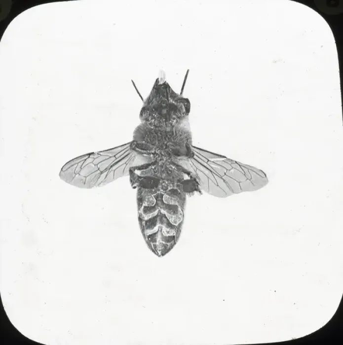 Framed Print : Beekeeping Lantern Slide series Framed Print : Beekeeping Lantern Slide series