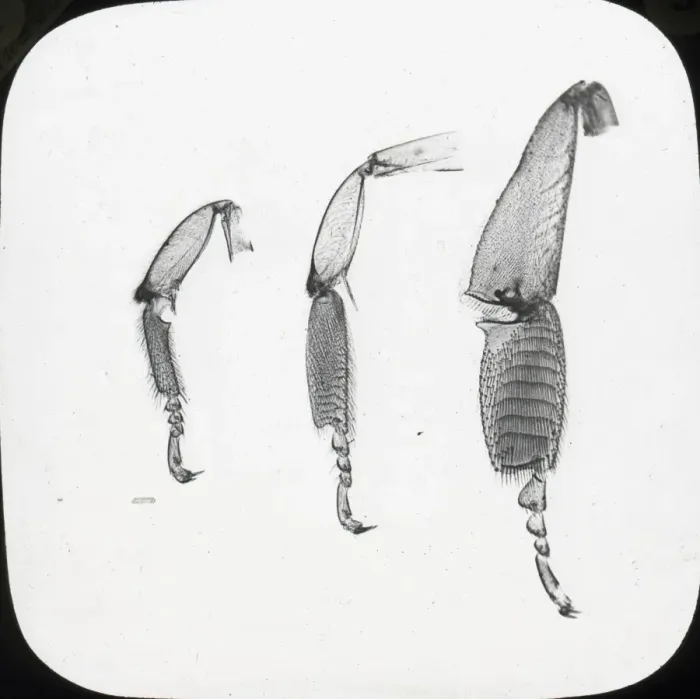 Framed Print : Beekeeping Lantern Slide series Framed Print : Beekeeping Lantern Slide series