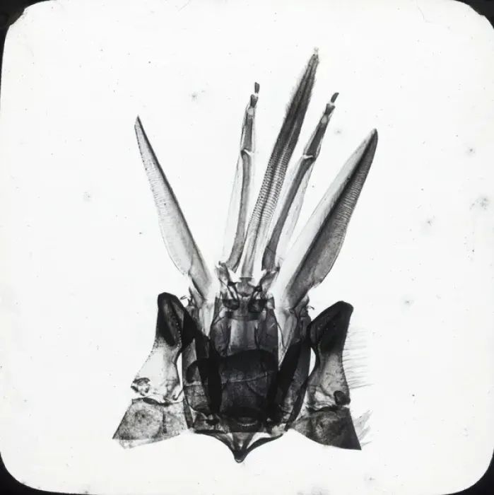 Framed Print : Beekeeping Lantern Slide series Framed Print : Beekeeping Lantern Slide series