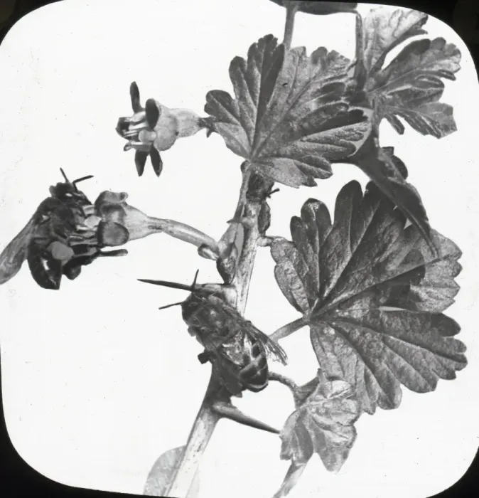 Framed Print : Beekeeping Lantern Slide series Framed Print : Beekeeping Lantern Slide series