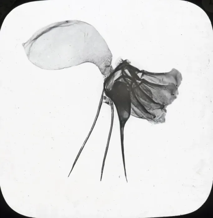 Framed Print : Beekeeping Lantern Slide series Framed Print : Beekeeping Lantern Slide series