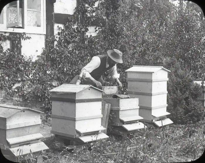Framed Print : Beekeeping Lantern Slide series Framed Print : Beekeeping Lantern Slide series