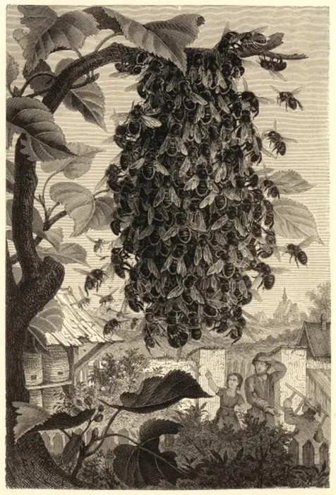 Framed Print : Bees swarming in a walled garden Framed Print : Bees swarming in a walled garden