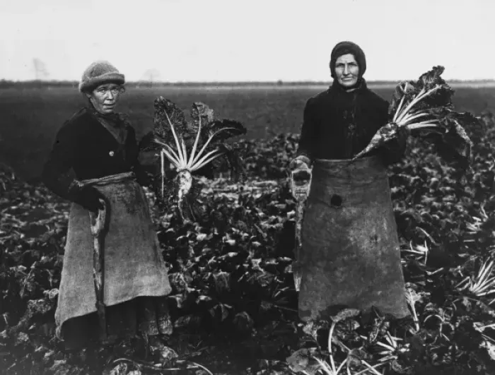 Framed Print : Beet pulling, World War I Framed Print : Beet pulling, World War I