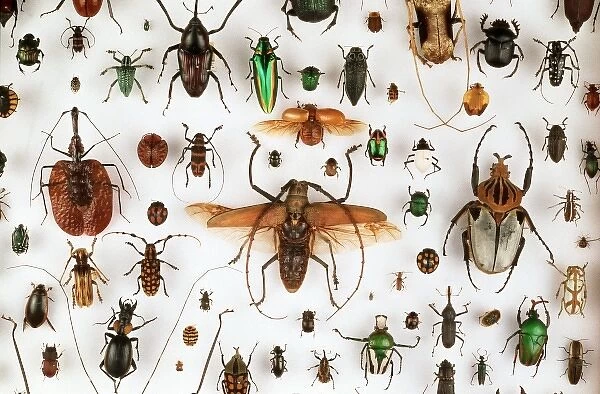 Beetle collection. A diverse collection of beetle specimens held in the