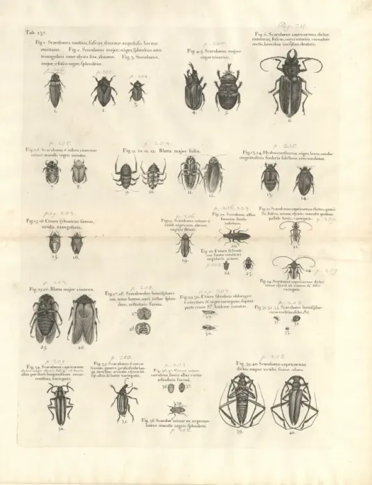 Framed Print : Beetle illustration Framed Print : Beetle illustration