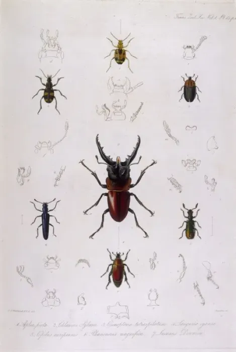 Framed Print : Beetle / Lucanus Framed Print : Beetle / Lucanus