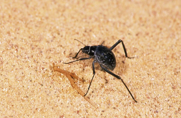 A beetle - runs in sand while feeding in Arabian
