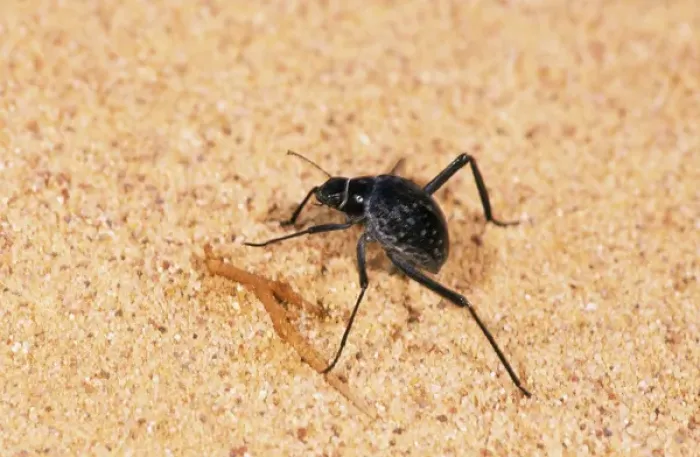 Framed Print : A beetle - runs in sand while feeding in Arabian Framed Print : A beetle - runs in sand while feeding in Arabian