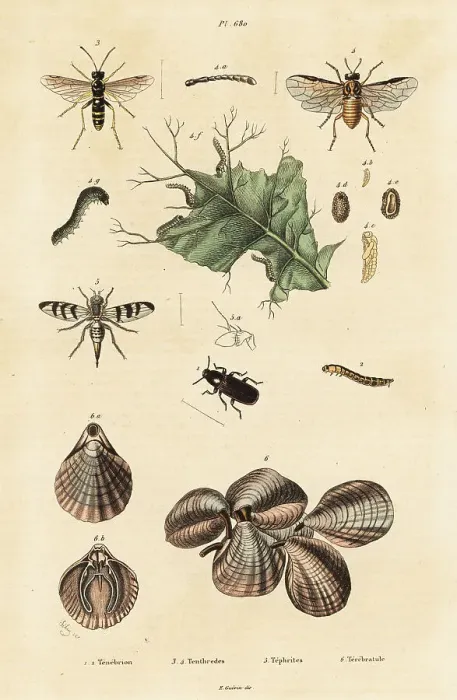 Framed Print : Beetle, sawfly and lamp shells Framed Print : Beetle, sawfly and lamp shells