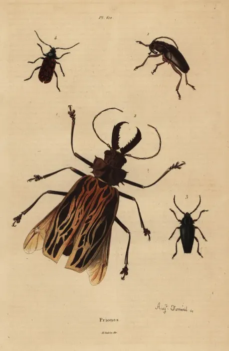 Framed Print : Beetle varieties Framed Print : Beetle varieties