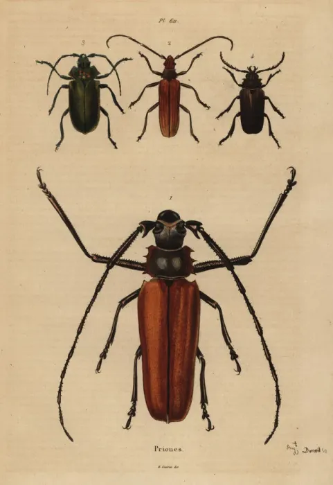 Framed Print : Beetle varieties Framed Print : Beetle varieties