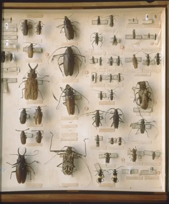Framed Print : Beetles. A selection of beetles including many longhorn beetles Framed Print : Beetles. A selection of beetles including many longhorn beetles
