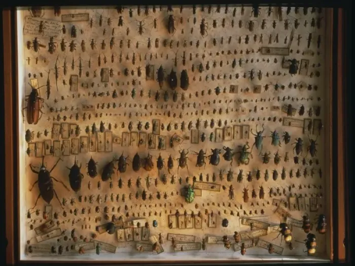 Framed Print : Beetles. A selection of beetles from the collections of Sir Joseph Banks Framed Print : Beetles. A selection of beetles from the collections of Sir Joseph Banks
