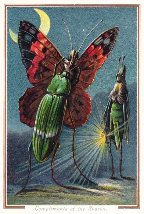 Framed Print : Two beetles and a butterfly on a Christmas card Framed Print : Two beetles and a butterfly on a Christmas card