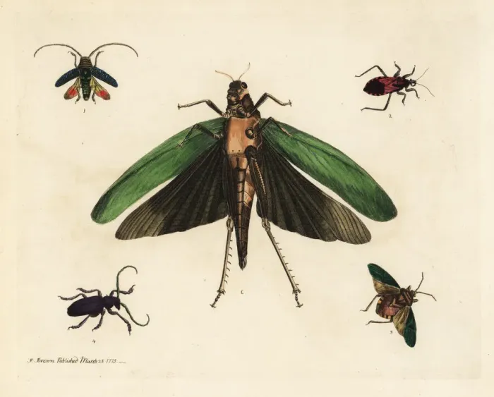 Framed Print : Beetles and cricket Framed Print : Beetles and cricket