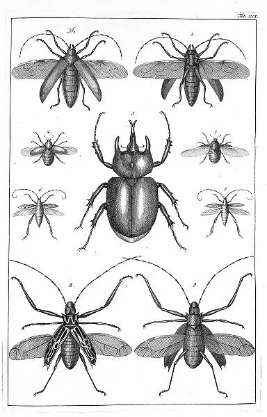 Beetles illustration
