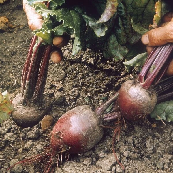 BEETROOT. Avons Early variety of beetroot. Date: 1969