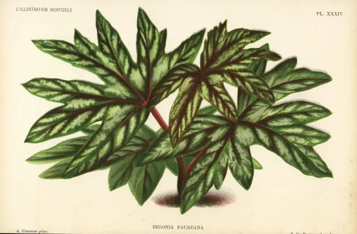 Framed Print : Begonia aconitifolia Framed Print : Begonia aconitifolia