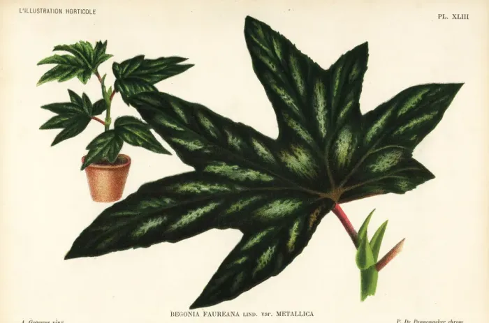 Framed Print : Begonia aconitifolia Framed Print : Begonia aconitifolia