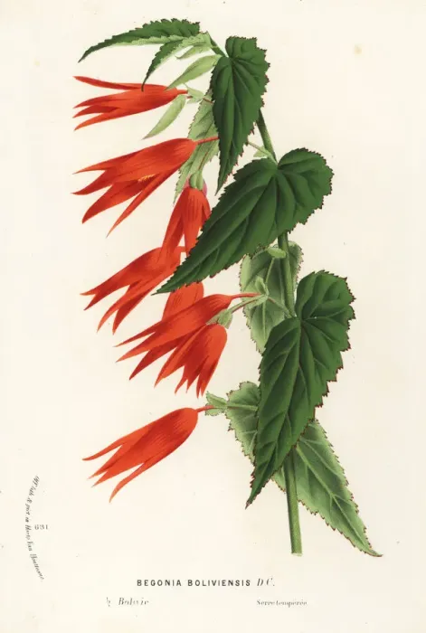 Framed Print : Begonia boliviensis Framed Print : Begonia boliviensis