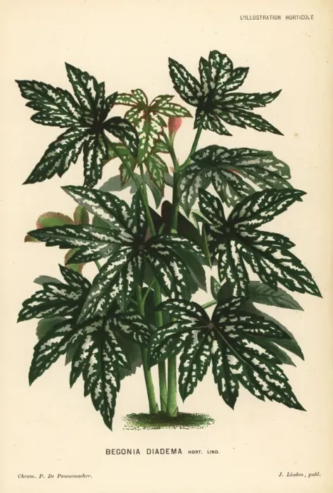 Framed Print : Begonia diadema Framed Print : Begonia diadema