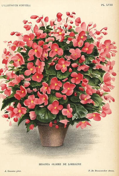 Begonia hybrid, Gloire de Lorraine, raised