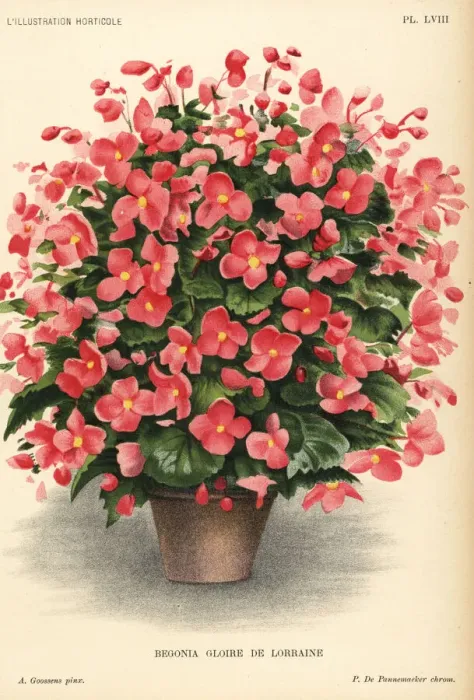 Framed Print : Begonia hybrid, Gloire de Lorraine, raised