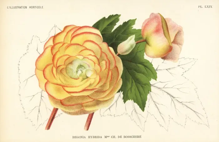 Framed Print : Begonia hybrid, Madame Charles de Bosschere Framed Print : Begonia hybrid, Madame Charles de Bosschere