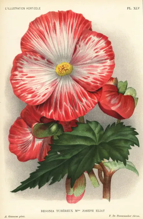 Framed Print : Begonia hybrid, Madame Joseph Eliat Framed Print : Begonia hybrid, Madame Joseph Eliat