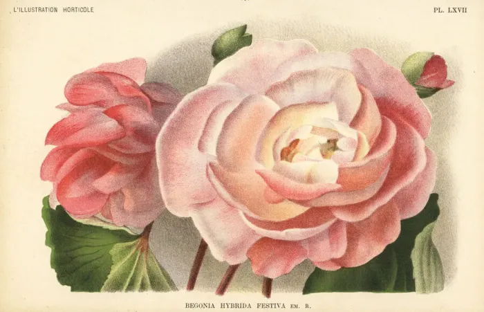 Framed Print : Begonia hybrid raised by F. Crousse of Nancy Framed Print : Begonia hybrid raised by F. Crousse of Nancy