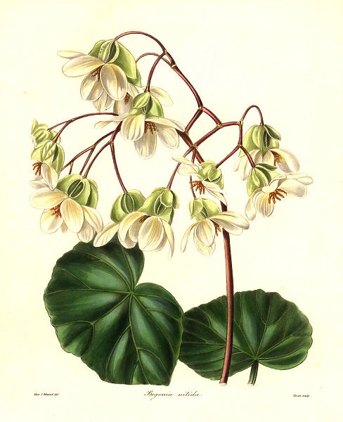 Begonia minor (Shining begonia, Begonia nitida)