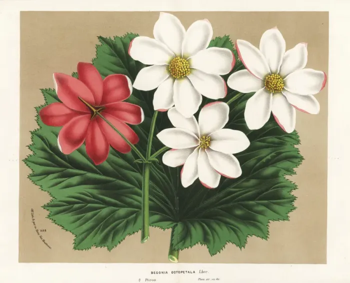 Framed Print : Begonia octopetala Framed Print : Begonia octopetala