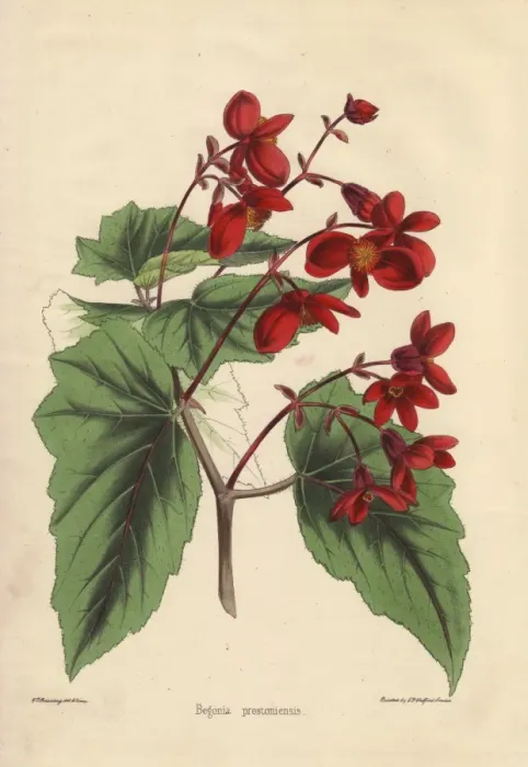 Framed Print : Begonia prestoniensis with crimson flowers Framed Print : Begonia prestoniensis with crimson flowers
