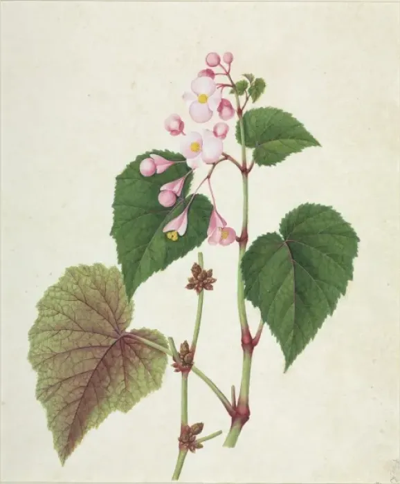 Framed Print : Begonia sp Framed Print : Begonia sp