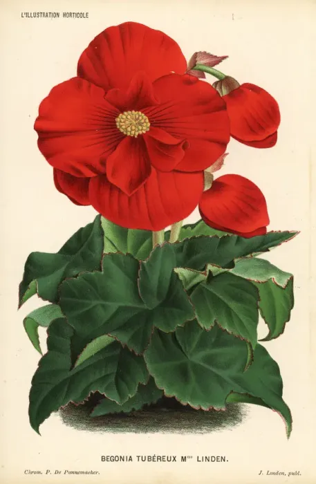 Framed Print : Begonia variety, Madame Linden Framed Print : Begonia variety, Madame Linden