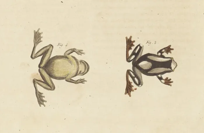 Framed Print : Beireis treefrog, Dendropsophus leucophyllatus Framed Print : Beireis treefrog, Dendropsophus leucophyllatus