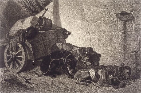 Belgian Dogs Resting