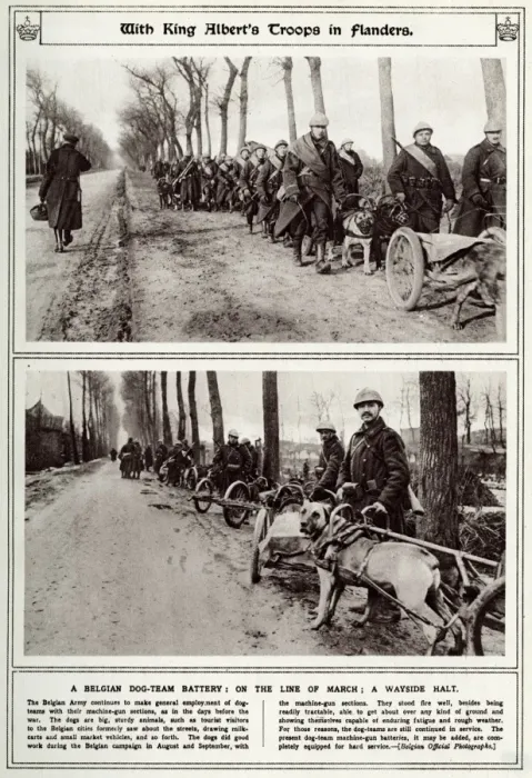 Framed Print : Belgian troops with dog-team 1916 Framed Print : Belgian troops with dog-team 1916