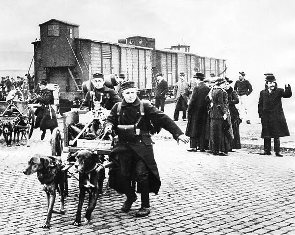 Belgian troops with dogs, Belgium, WW1