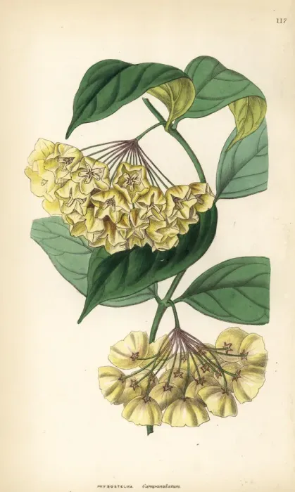 Framed Print : Bell-flowered physostelma, Physostelma campanulatum Framed Print : Bell-flowered physostelma, Physostelma campanulatum