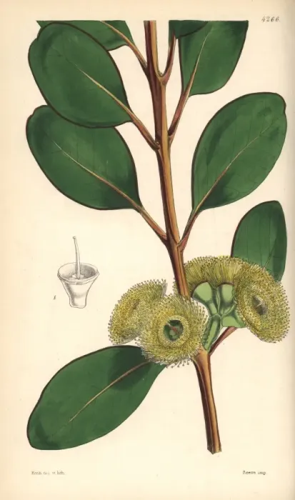 Framed Print : Bell-fruited mallee or Dr Preiss eucalyptus