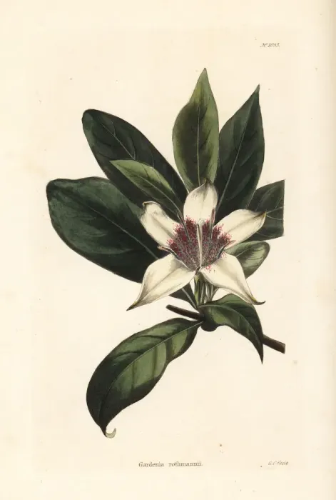 Framed Print : Bell gardenia, Rothmannia capensis